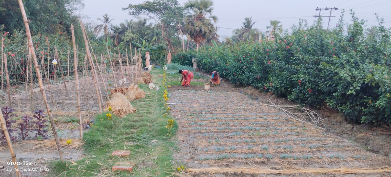 Reviving Resilience: Natural Garden Replants After Hailstorm Damage