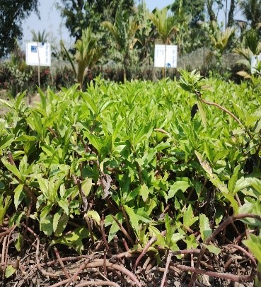 Mukti’s Medicinal Garden: A New Chapter in Natural Healing